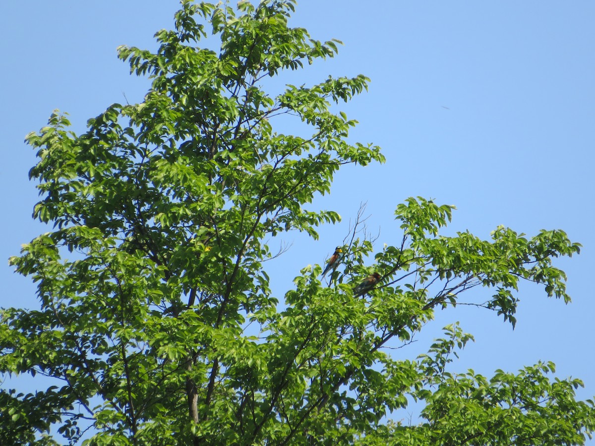 European Bee-eater - ML619947195