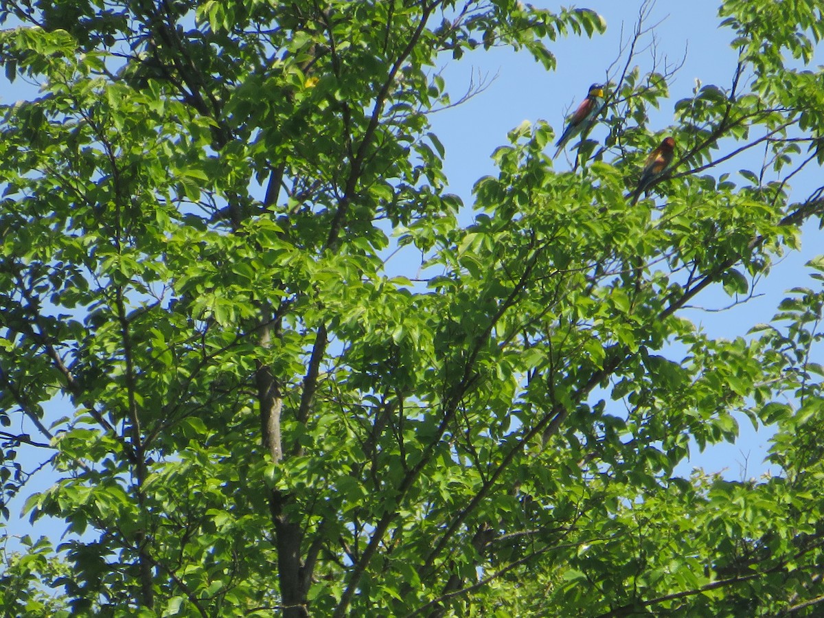 European Bee-eater - ML619947198