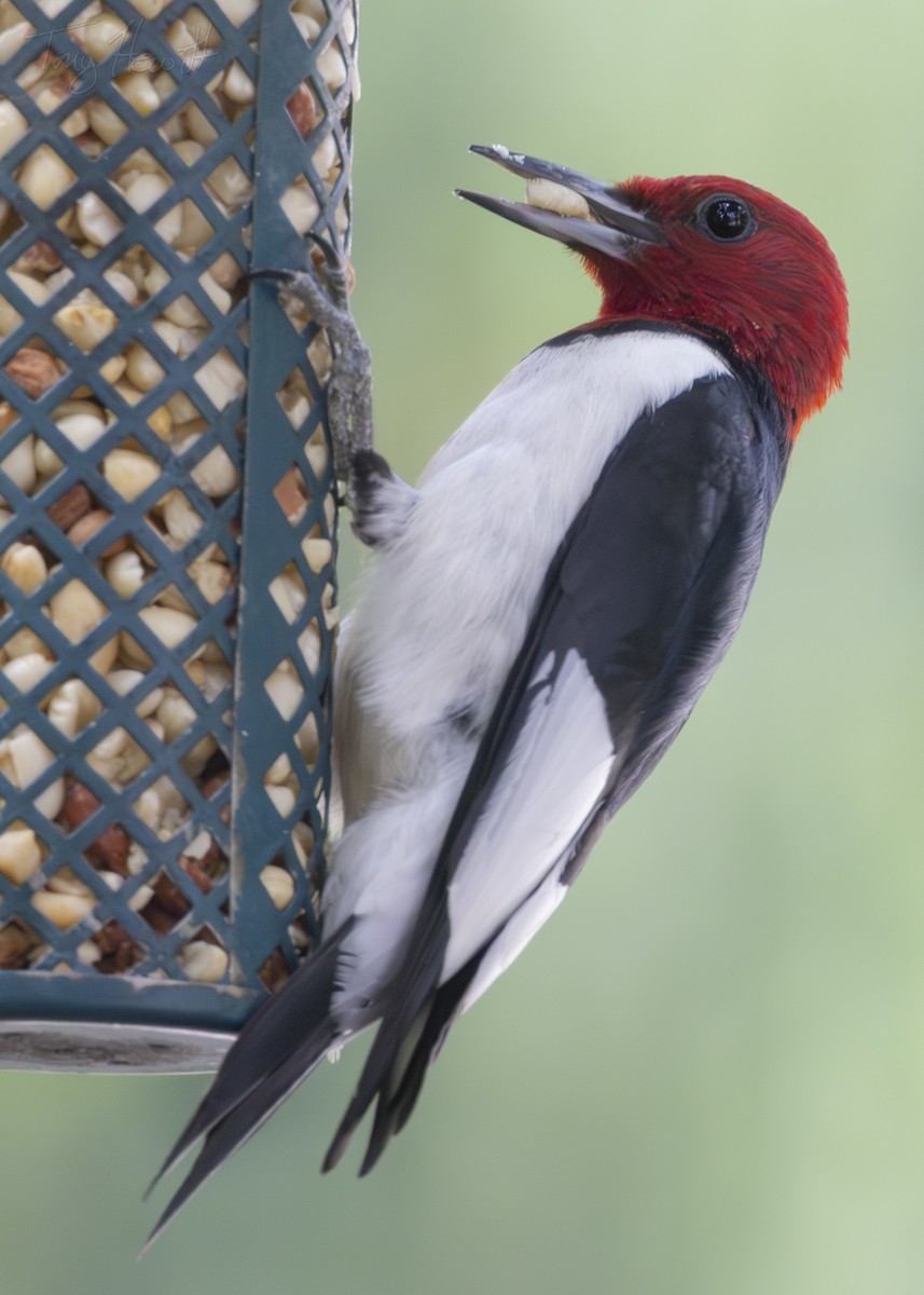 Red-headed Woodpecker - ML619947199