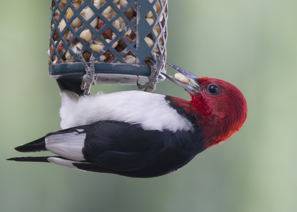 Red-headed Woodpecker - Tony Hewitt