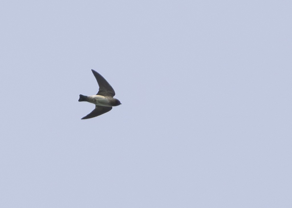 Cliff Swallow - ML619947204