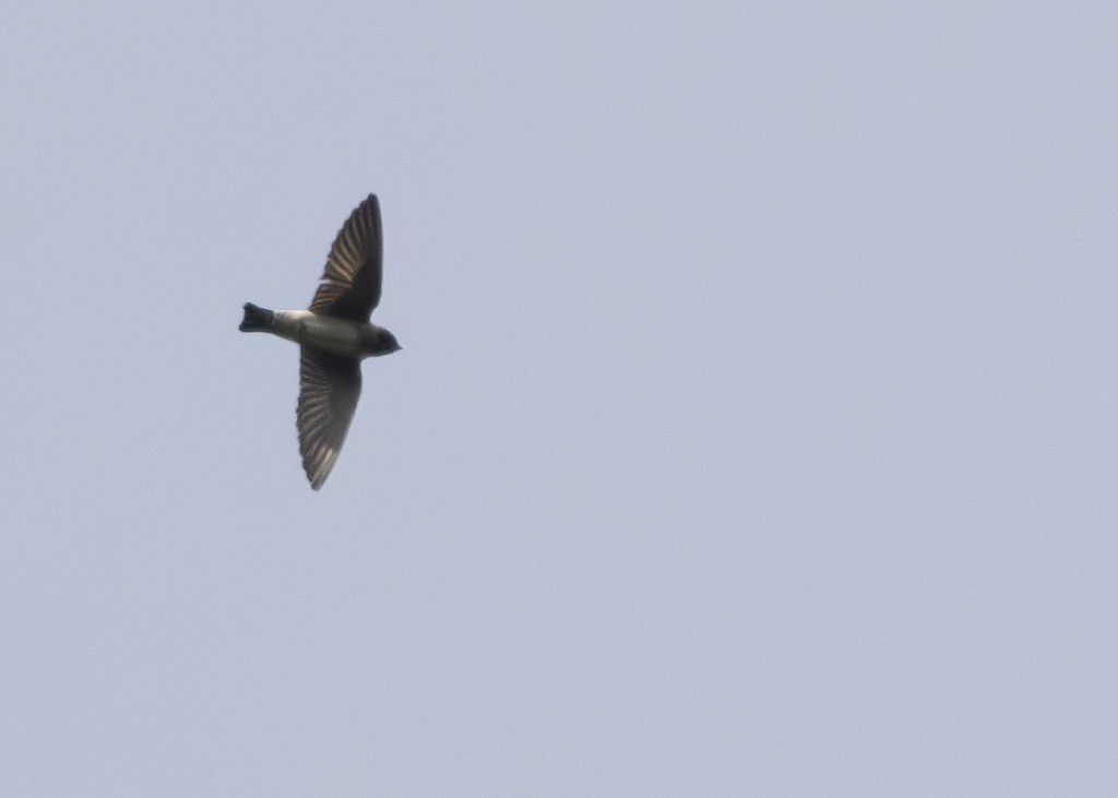 Cliff Swallow - ML619947205