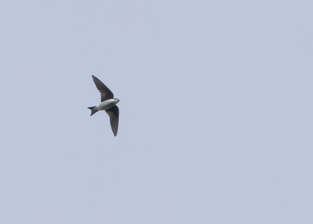 Golondrina Bicolor - ML619947211