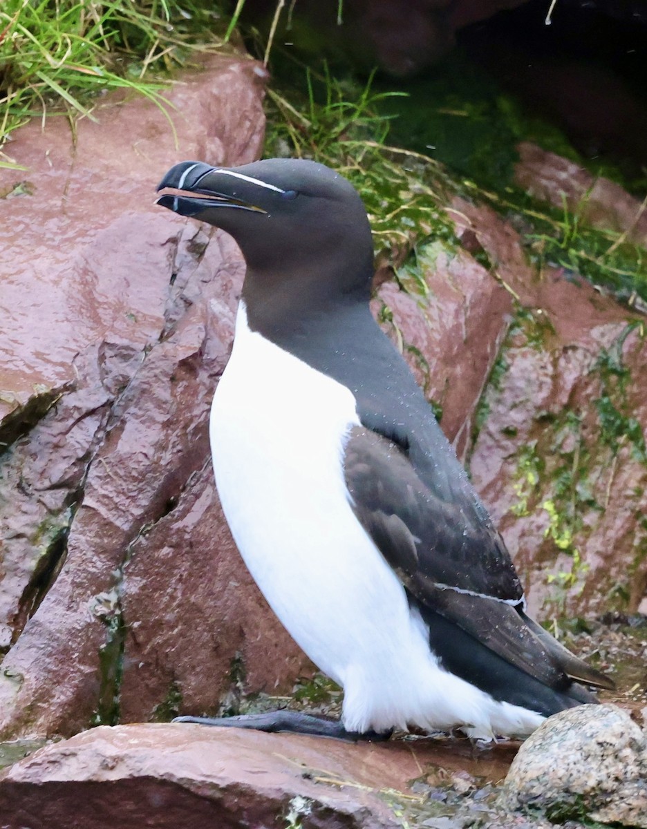 Razorbill - ML619947230