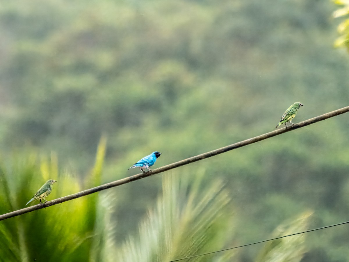 Swallow Tanager - ML619947234