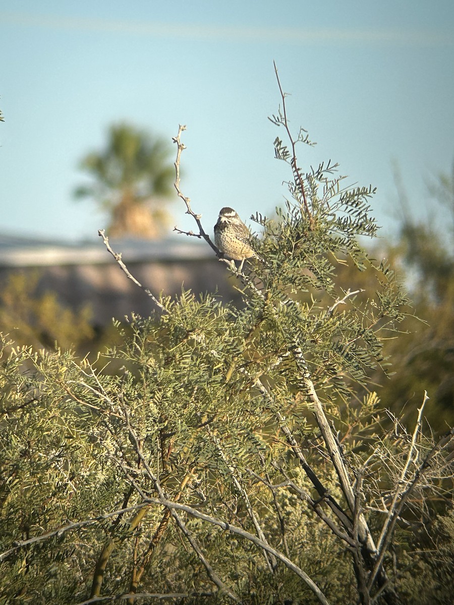 Cactus Wren - ML619947253