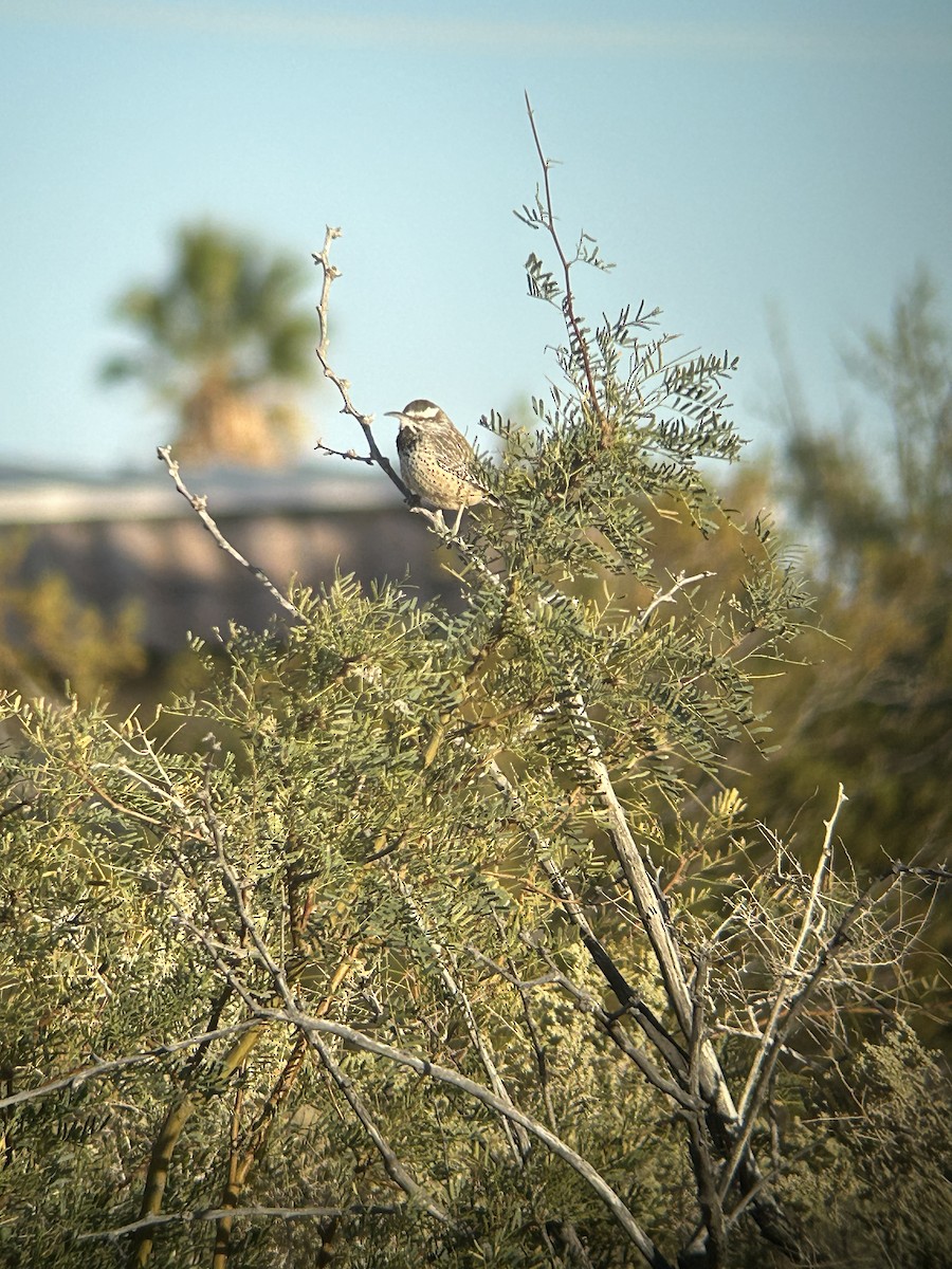 Cactus Wren - ML619947254