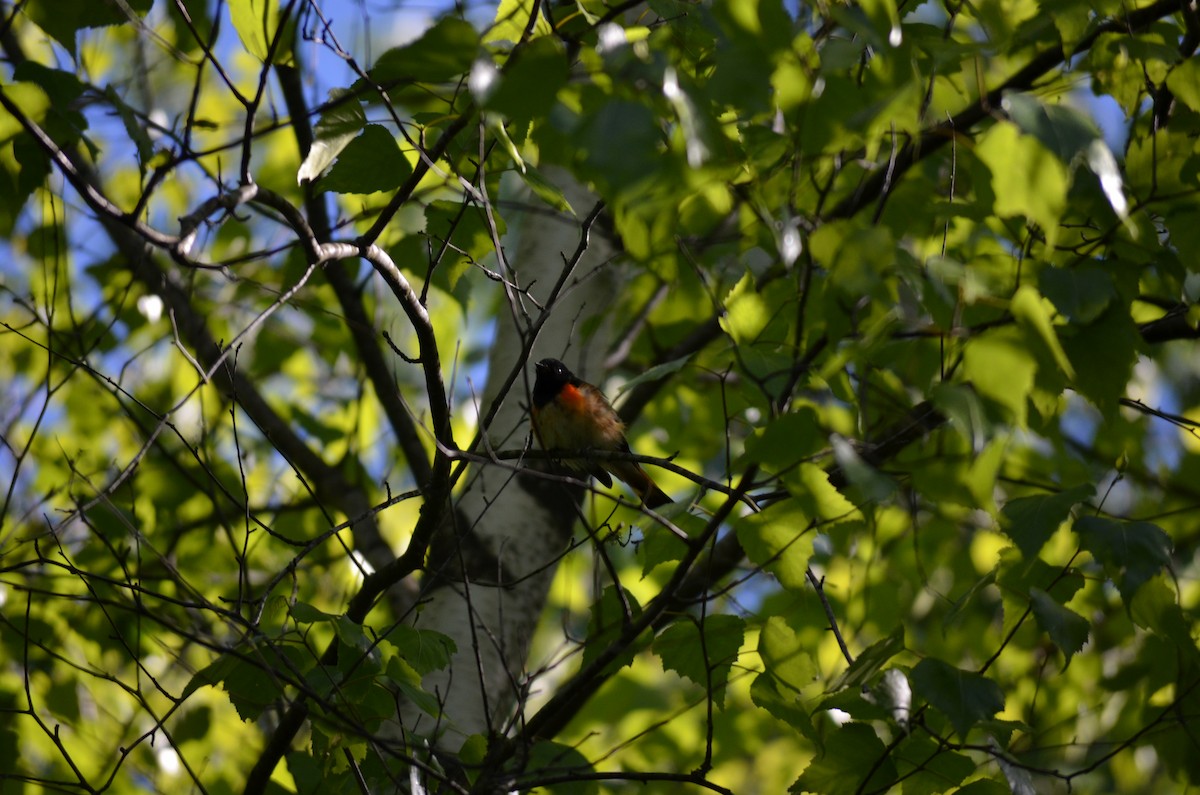 American Redstart - ML619947273