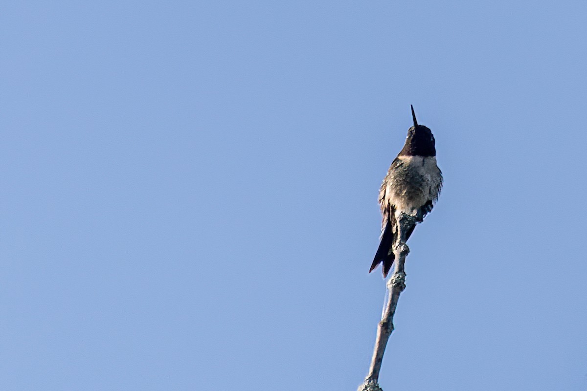 Yakut Boğazlı Kolibri - ML619947274