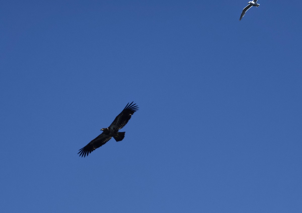 Weißkopf-Seeadler - ML619947296