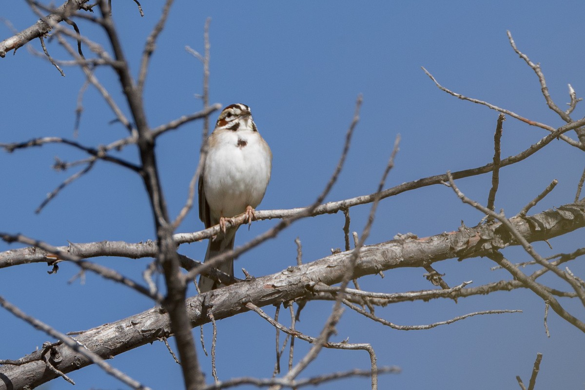 Lark Sparrow - ML619947304