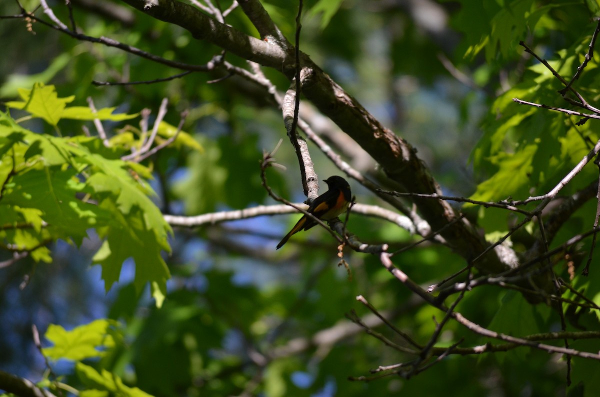 American Redstart - ML619947306