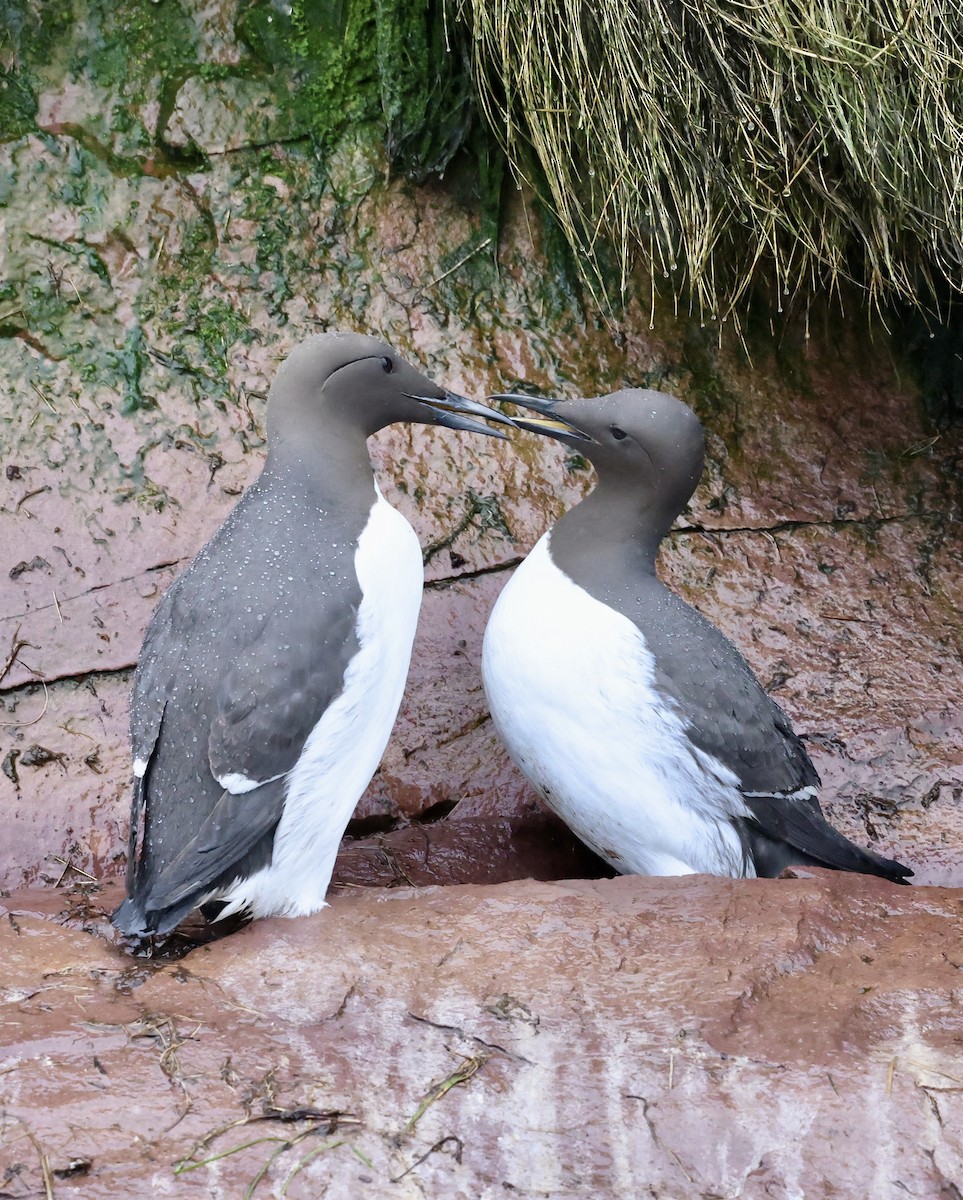 Common Murre - ML619947311