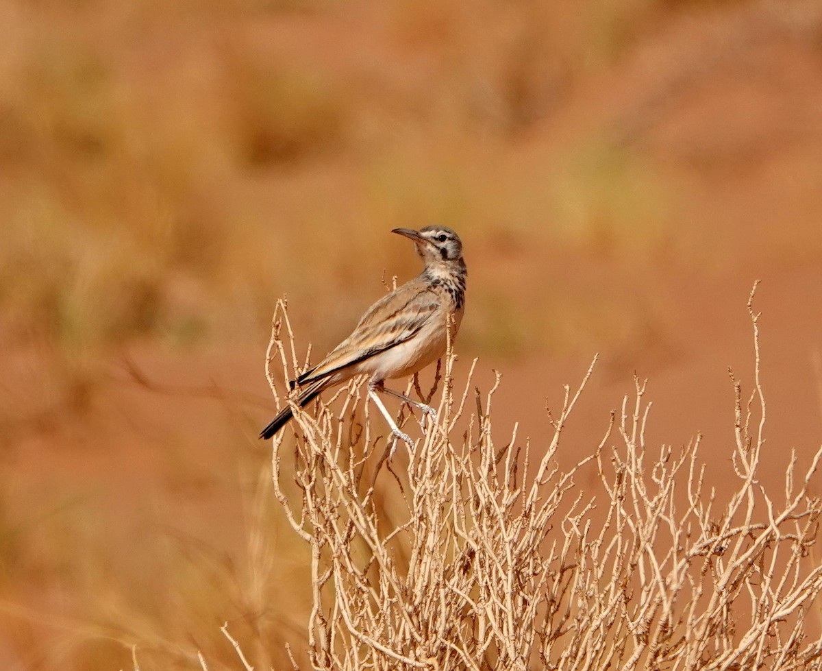 Greater Hoopoe-Lark - ML619947319