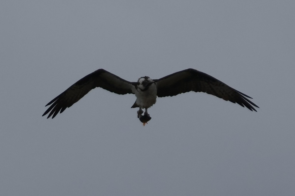 Balbuzard pêcheur - ML619947320