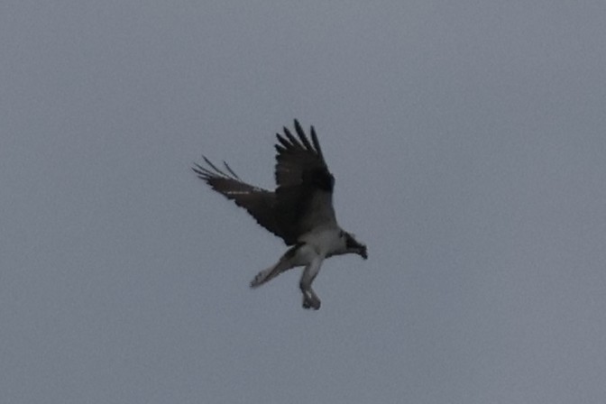 Osprey - ML619947321