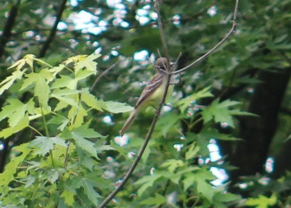 Great Crested Flycatcher - ML619947324