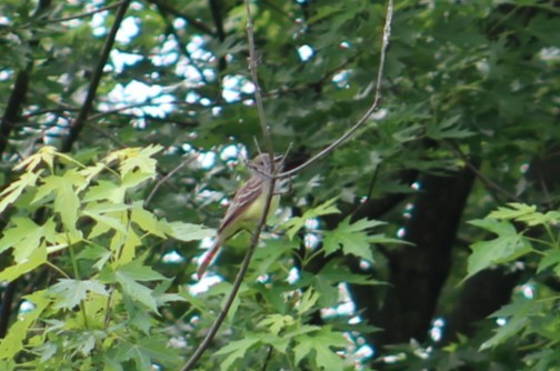 Great Crested Flycatcher - ML619947325