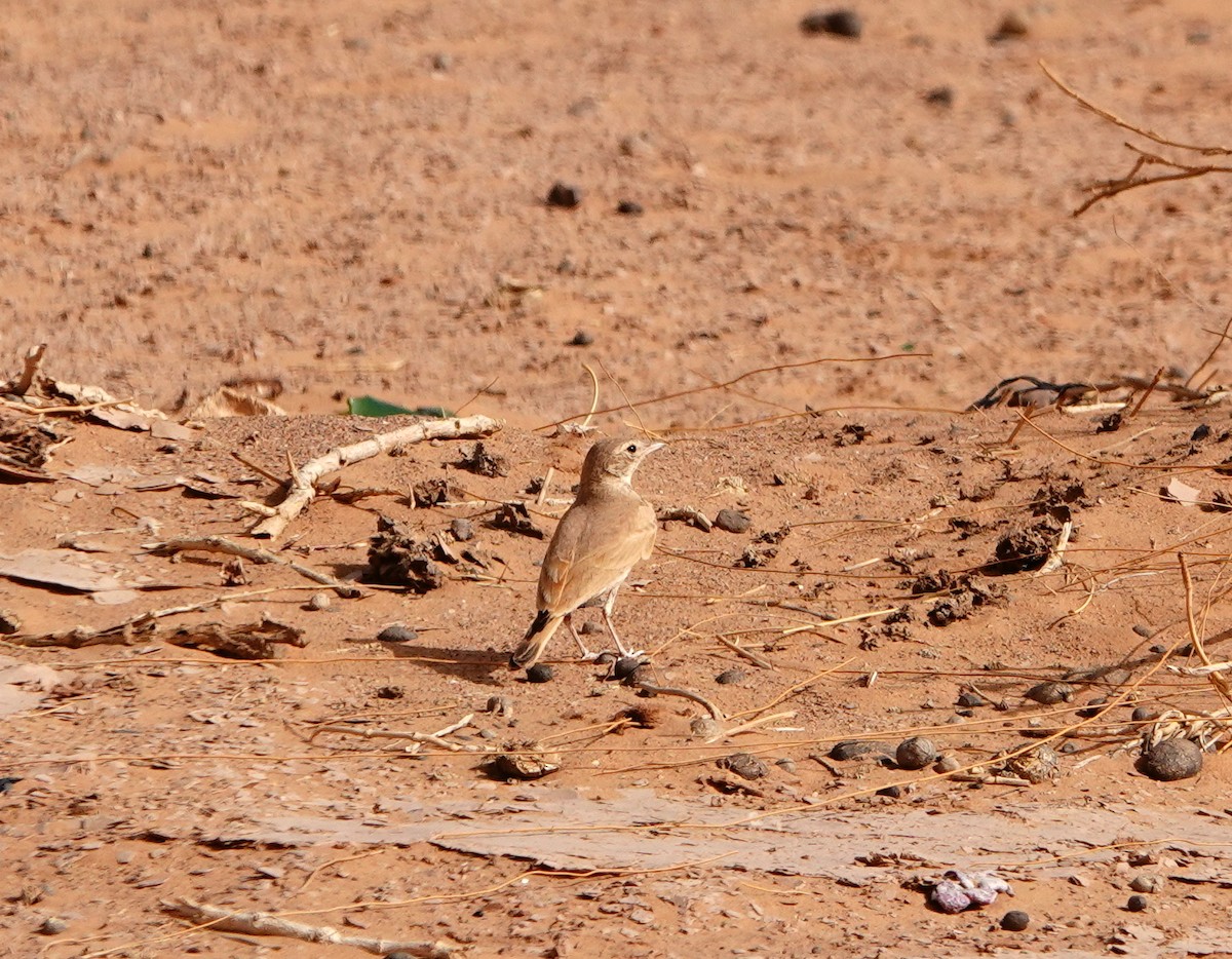 Bar-tailed Lark - ML619947341