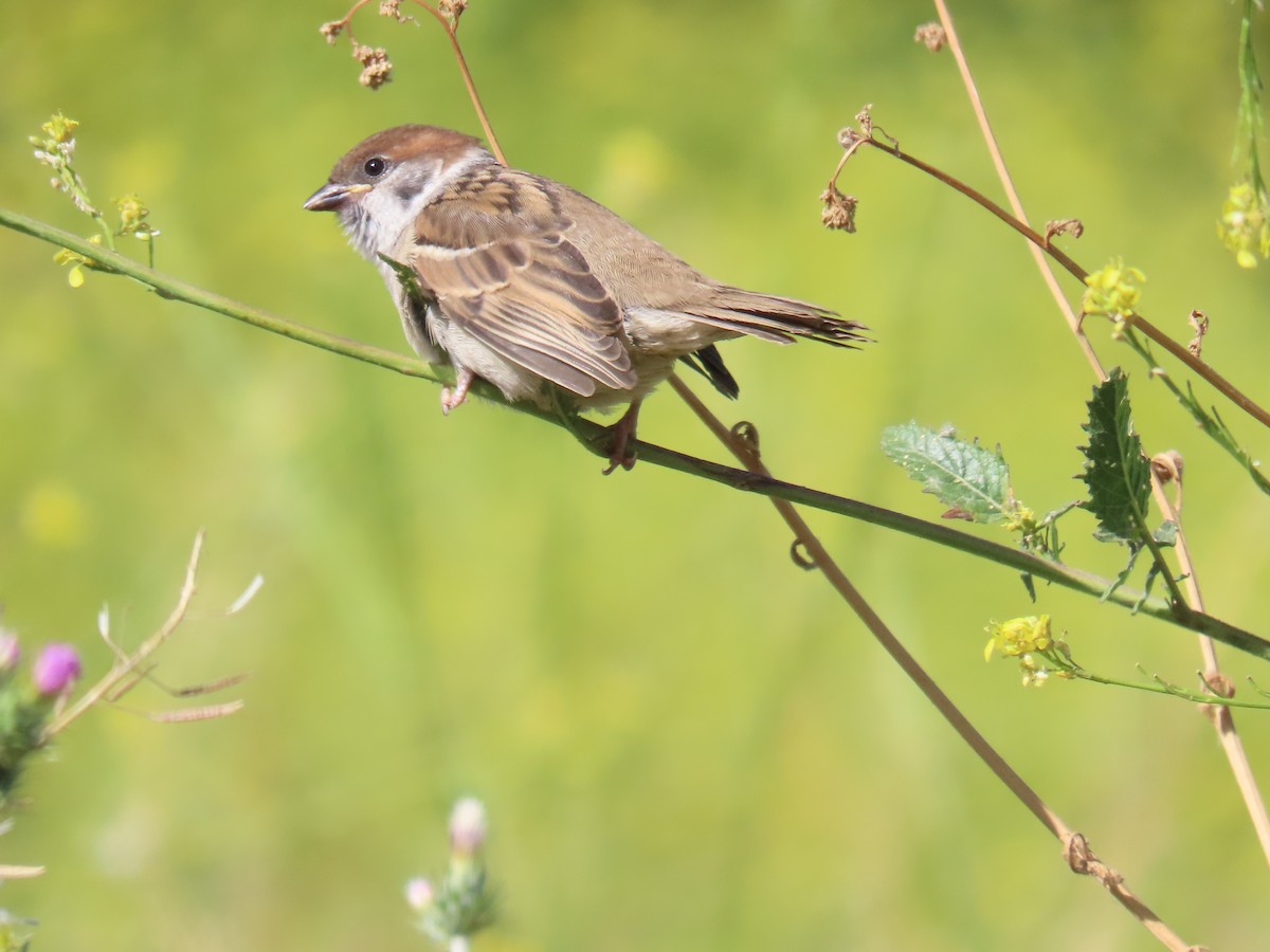 Eurasian Tree Sparrow - ML619947349