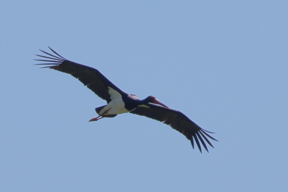 Black Stork - ML619947352