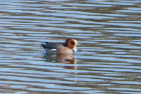 Зээрд нугас - ML619947358