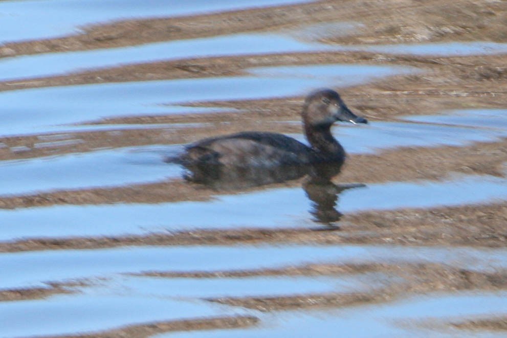 Canvasback - ML619947380