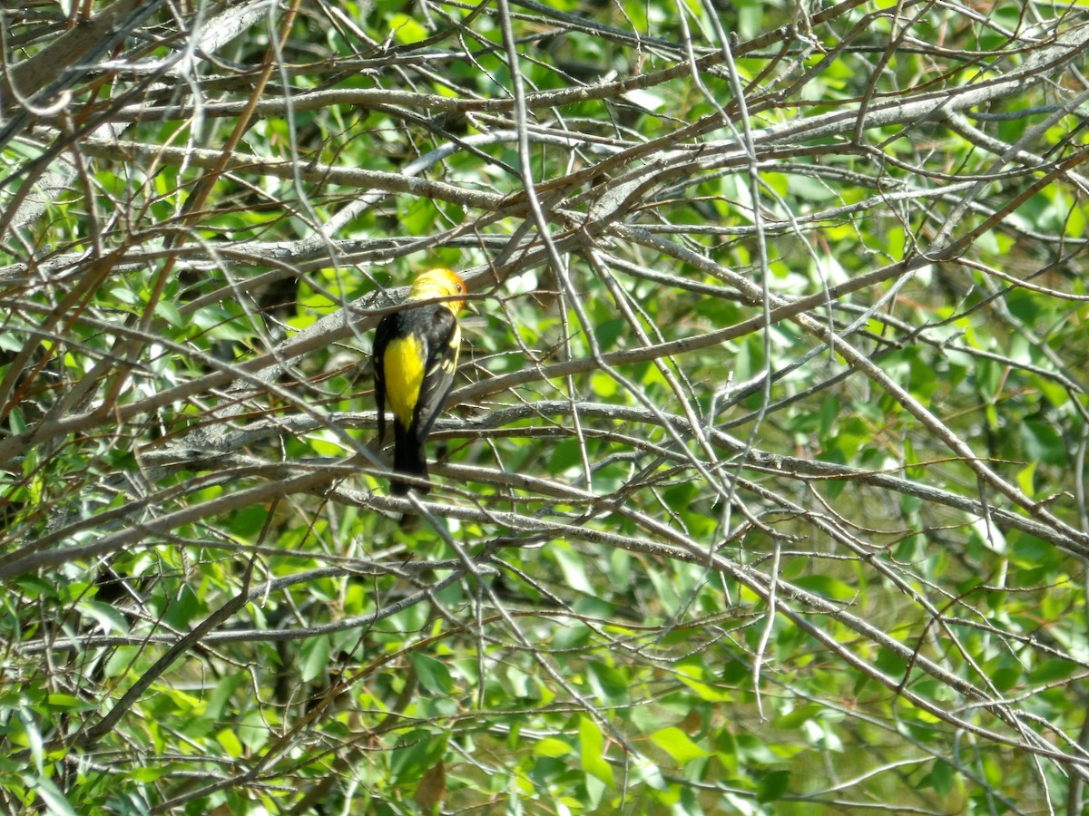 Western Tanager - ML619947399