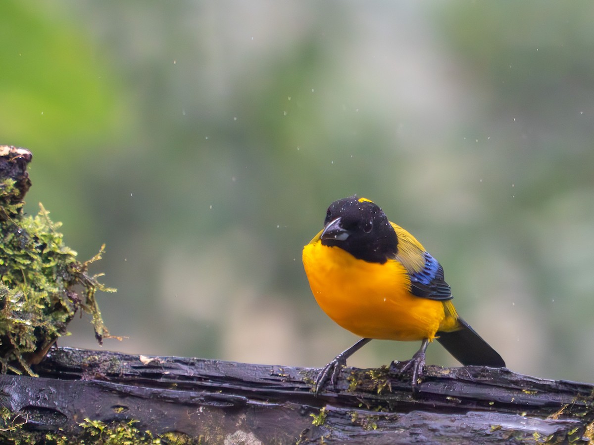 Blue-winged Mountain Tanager - ML619947400