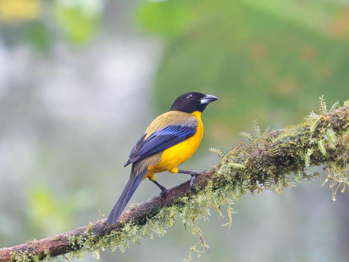 Blue-winged Mountain Tanager - ML619947401