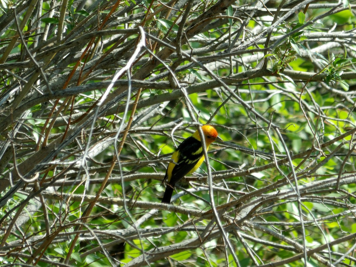 Western Tanager - ML619947406