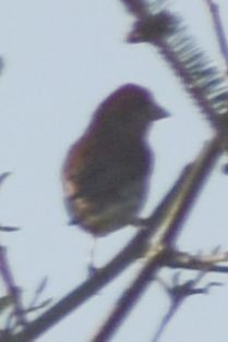 Purple Finch - ML619947408