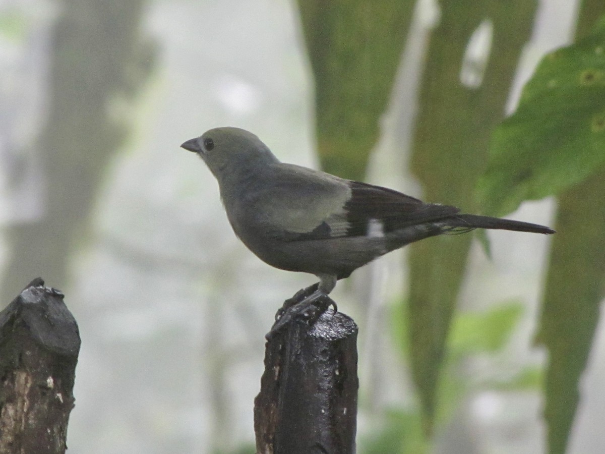 Palm Tanager - ML619947414