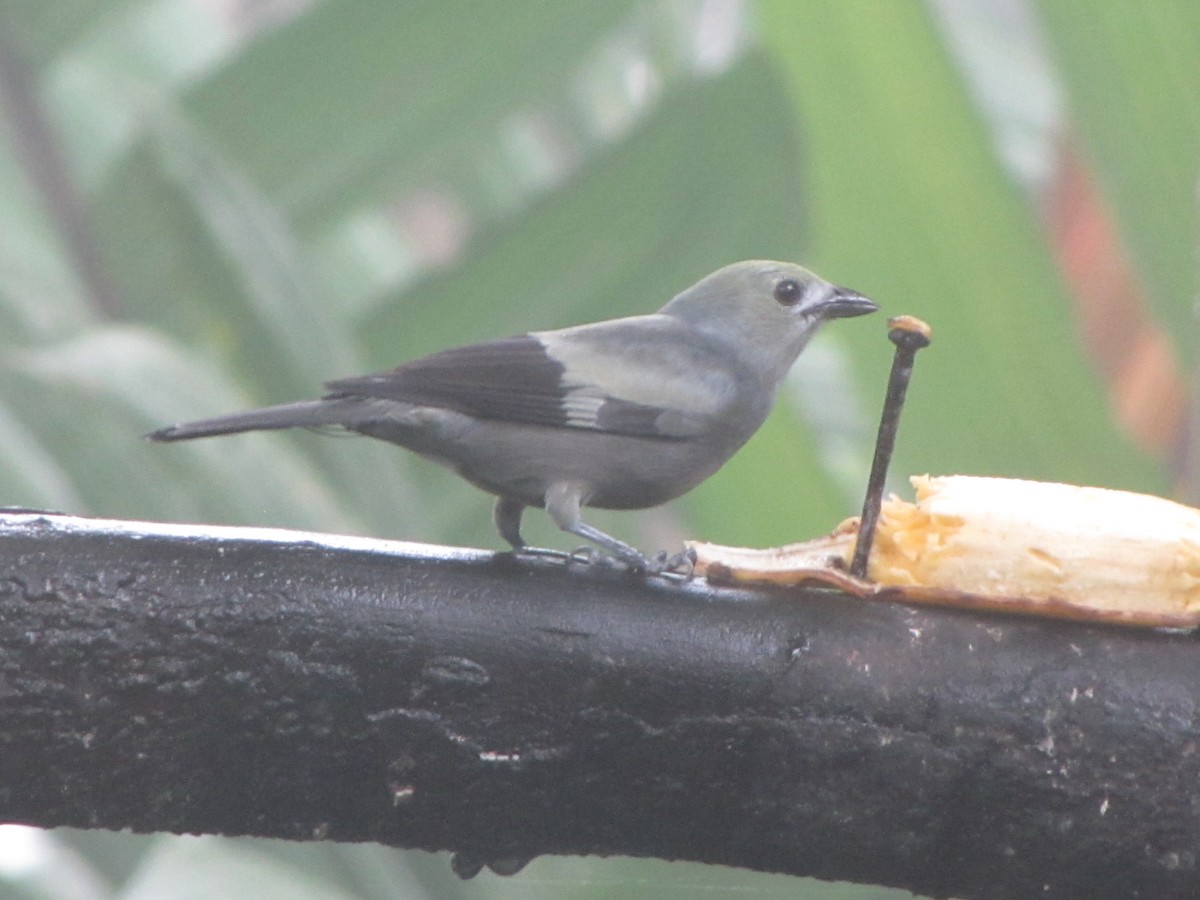 Palm Tanager - ML619947417