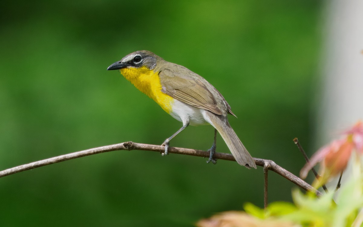 Yellow-breasted Chat - ML619947431