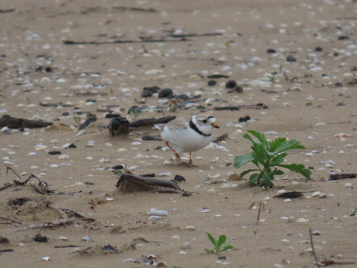 Piping Plover - ML619947433