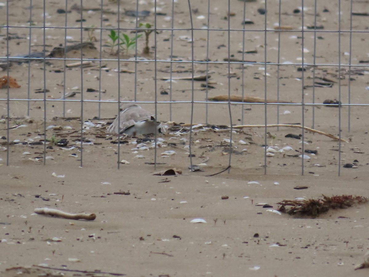 Piping Plover - ML619947434