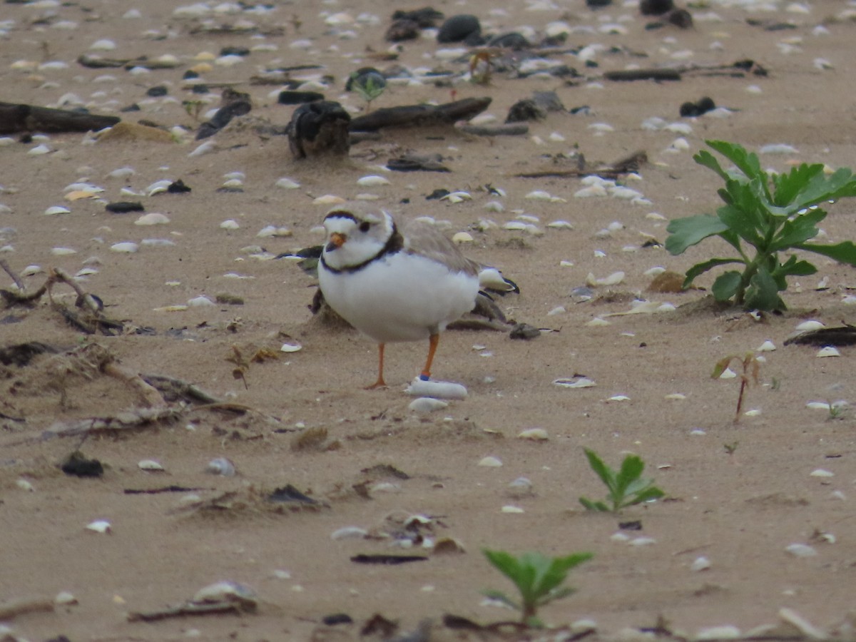 Piping Plover - ML619947435
