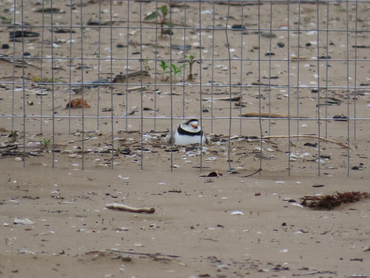 Piping Plover - ML619947436