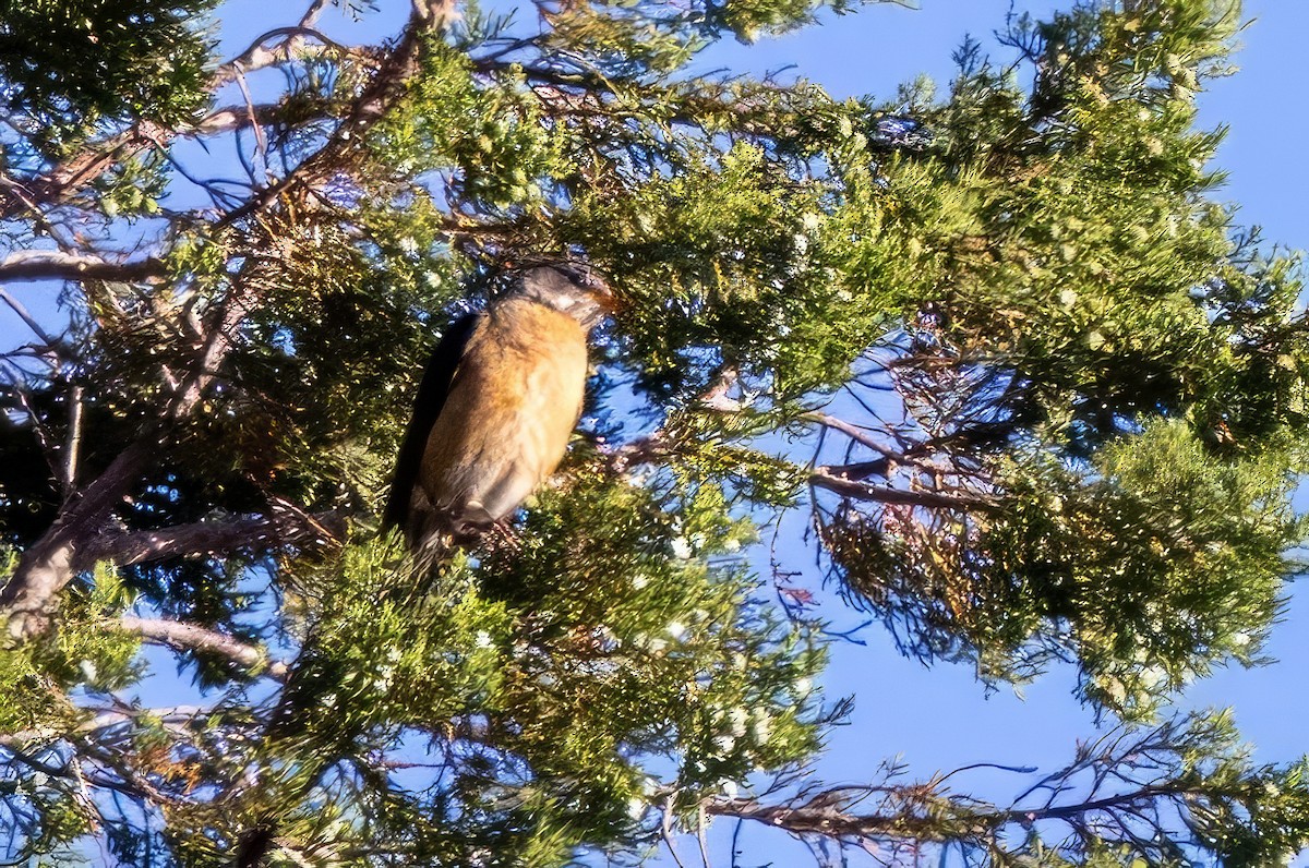 American Robin - ML619947439