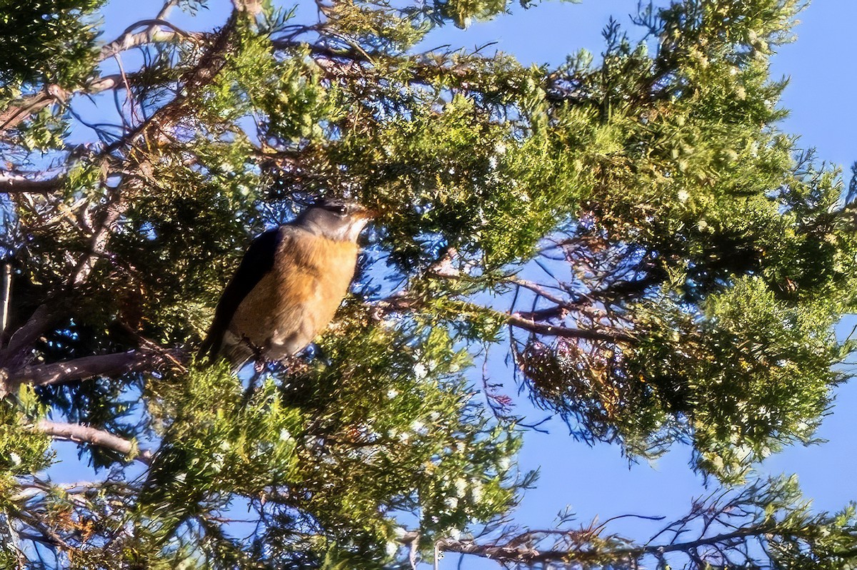 American Robin - ML619947442