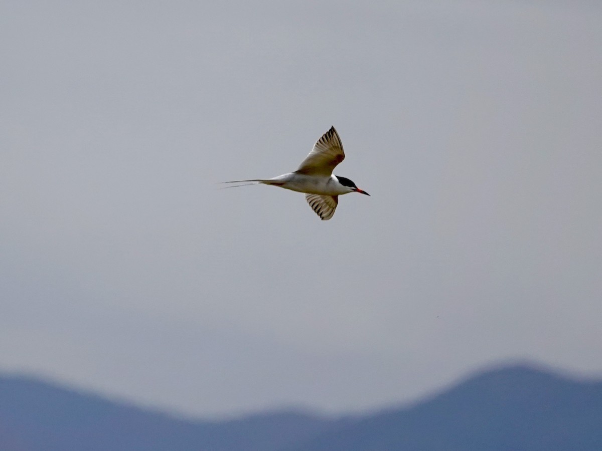 Forster's Tern - ML619947446