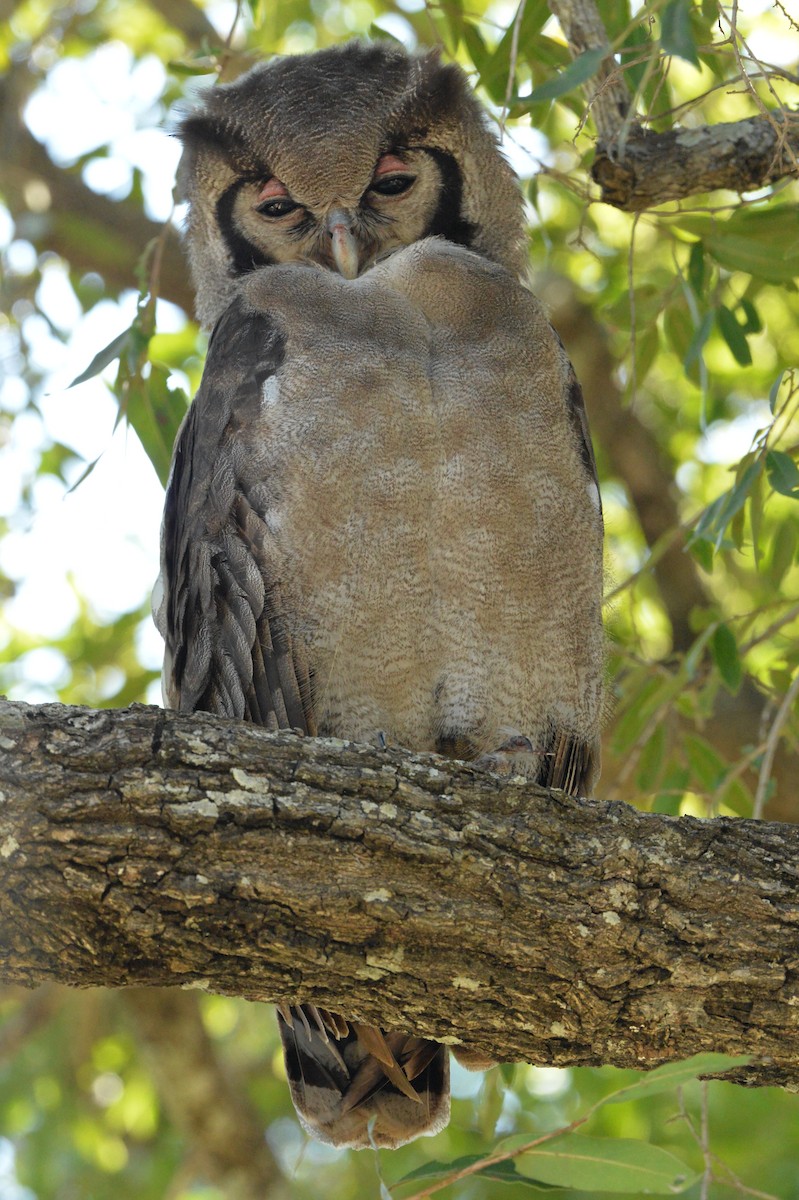 Verreaux's Eagle-Owl - ML619947472