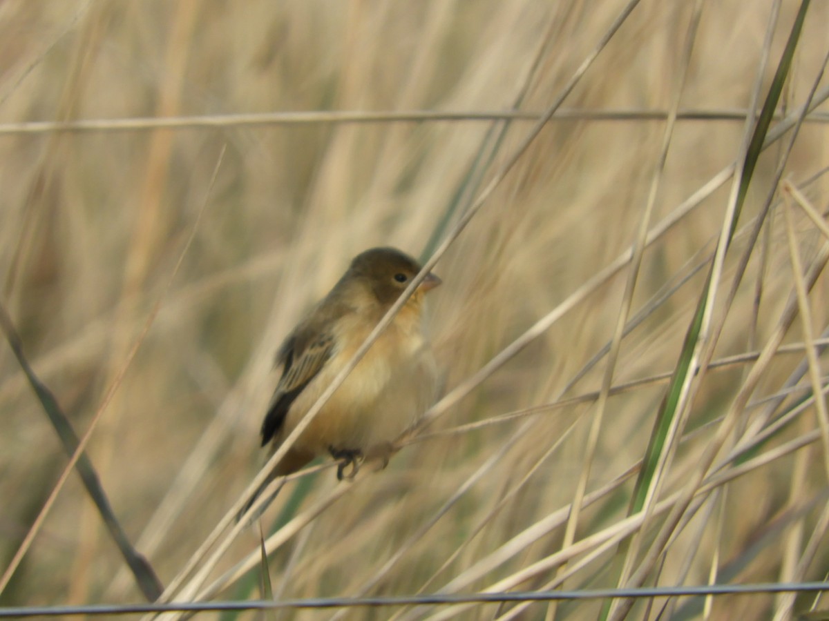 Rusty-collared Seedeater - ML619947480