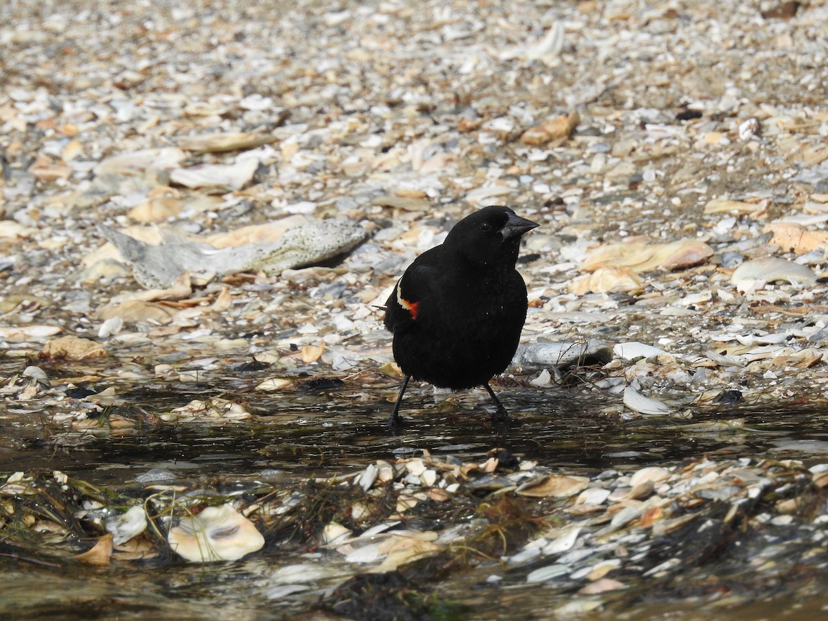 Red-winged Blackbird - ML619947517