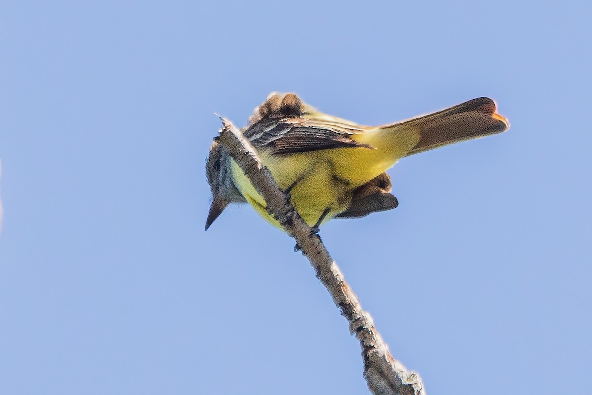 Great Crested Flycatcher - ML619947526