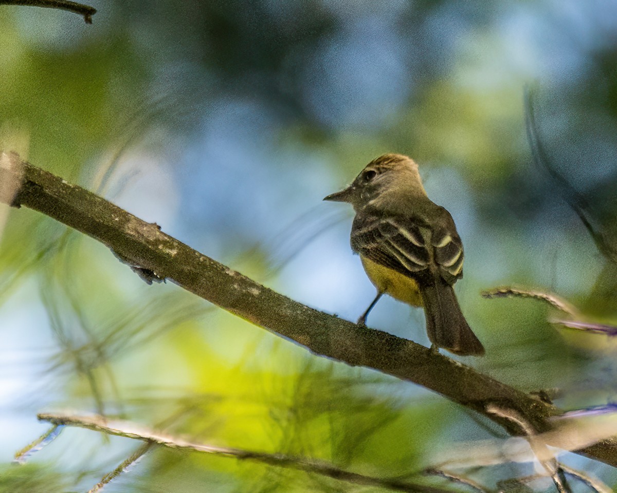Great Crested Flycatcher - ML619947528
