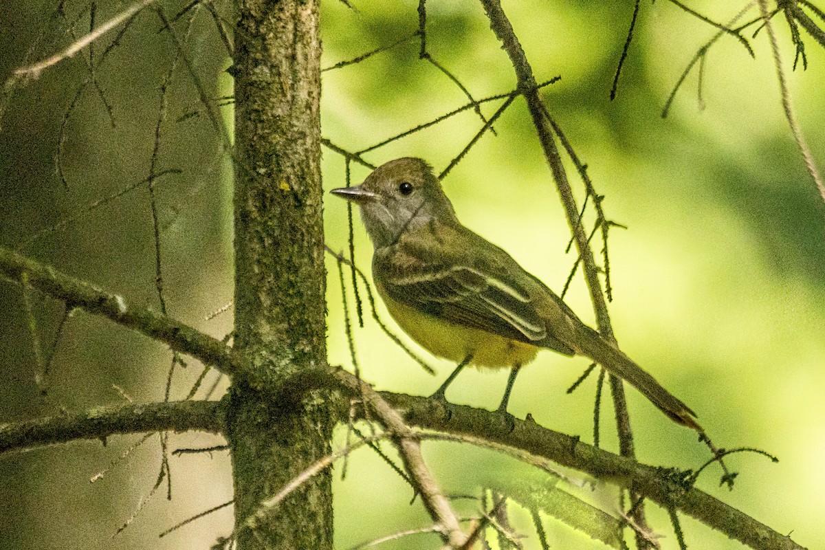 Great Crested Flycatcher - ML619947530