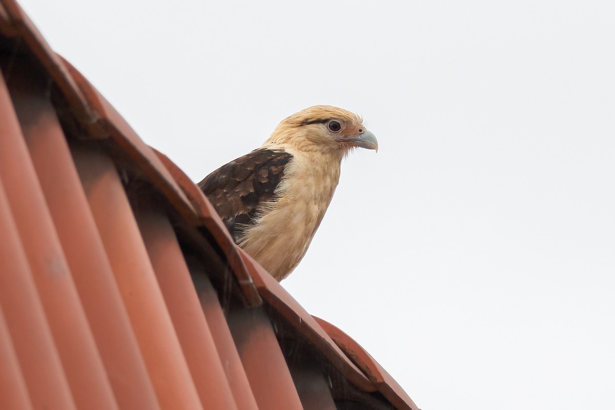 Yellow-headed Caracara - ML619947539