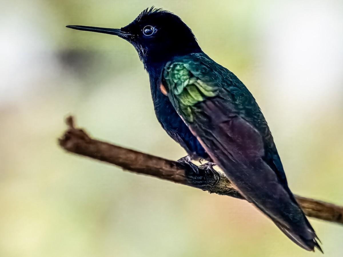 kolibřík hyacintový - ML619947551